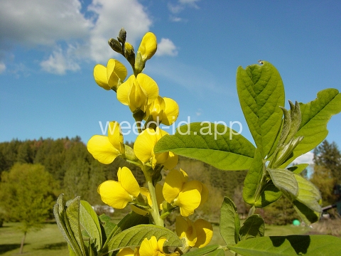 golden pea, mountain